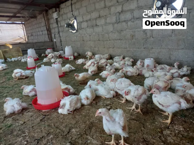 يوجد لدينا دجاج ابيض لاحم الوزن من 700 الى 800 جرام