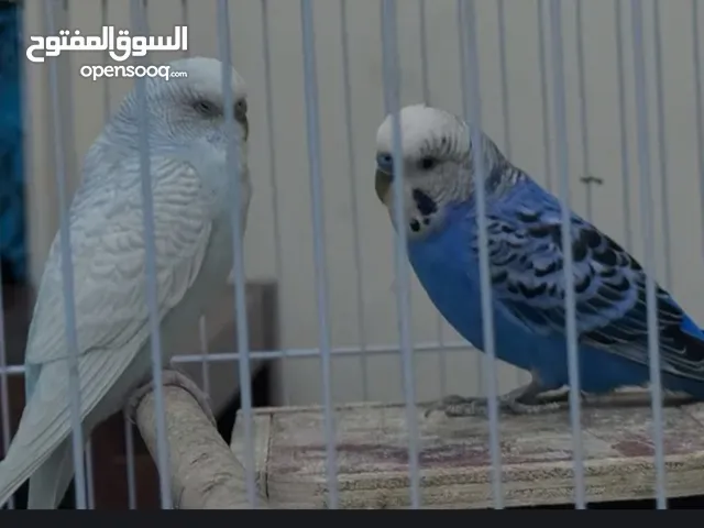 parrots (pair)