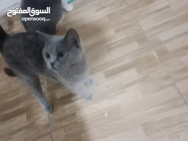 هم ثلاث بسس بسه شنشيلا وبستان وبرتش واثنين بريتش ذكر وانثيتين