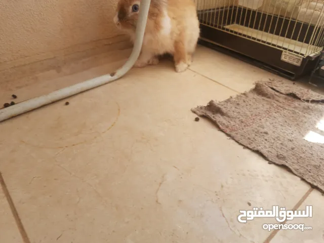 ارانب ذكور نوعهم lion head راس الاسد