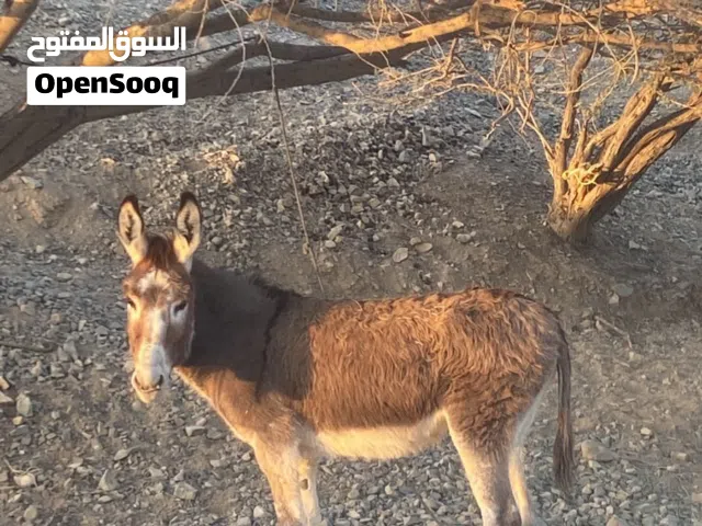 للبيع حمار مشاي فول