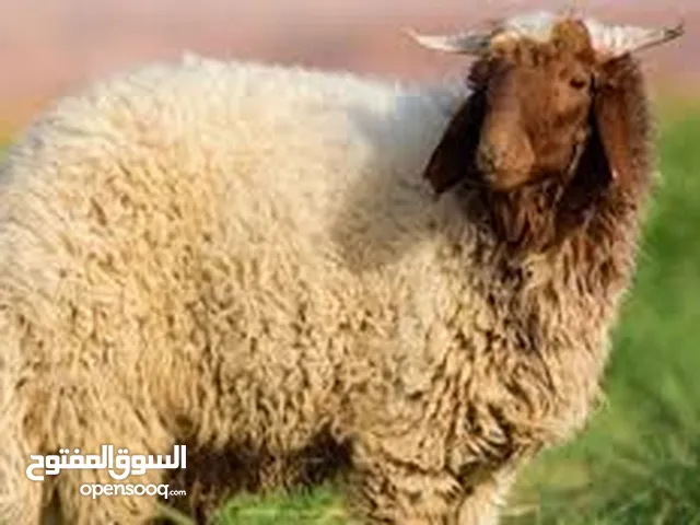لحام لذبح الاضاحي داخل المتنزل