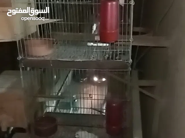 سلاكت عصافير استرالي