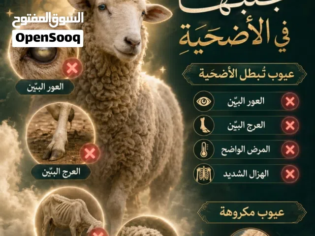 ملحمة ابراهيم عطية ضحايا لعيد الأضحى بلدي و روماني بسعر مرتب و جوده بتجنن