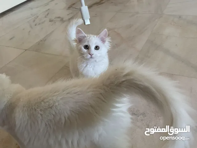قطط لتبني بداعي لسفر