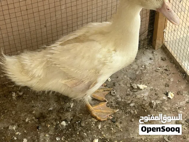 بشه في حاله ممتازه للبيع