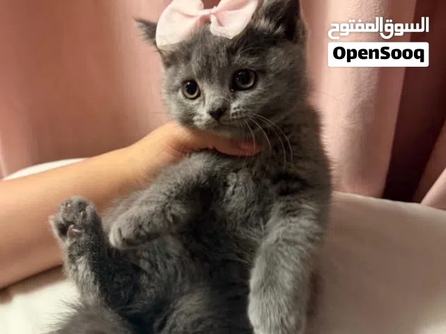 British short hair kitten