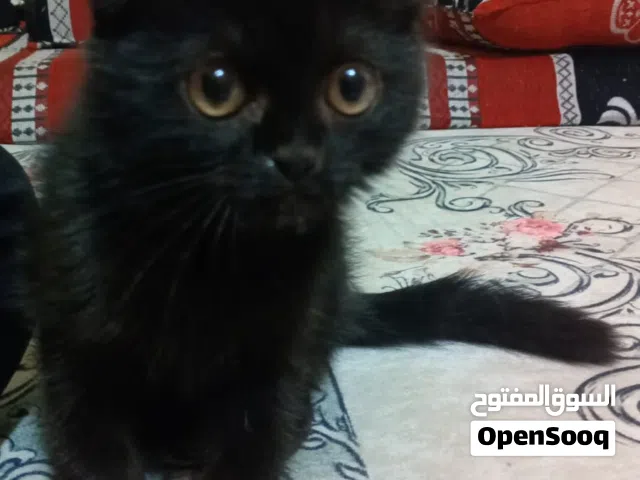 قطه السكوتش فولد للبيع بصحة جيدة العمر تقريبا شهرين