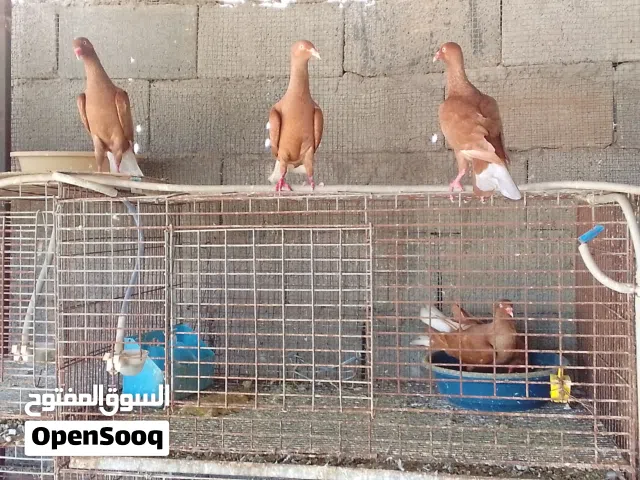 حمام للبيع اقرا الوصف