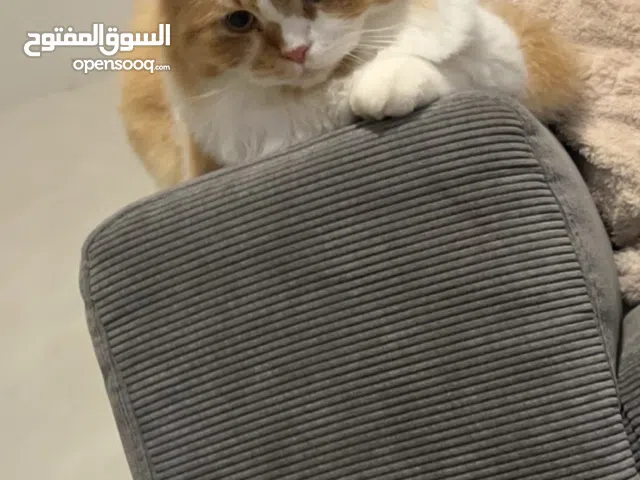 قط لتبني شيرازي