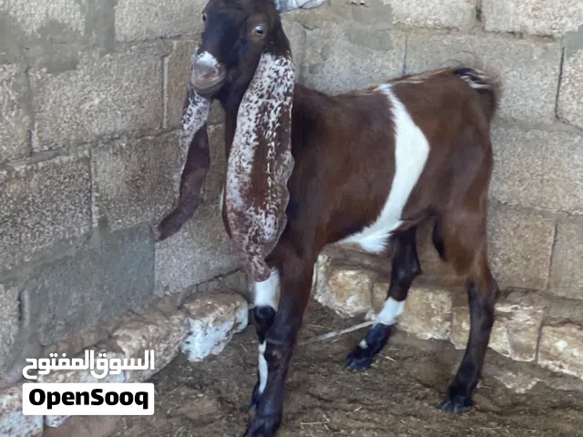 بسم الله مشاء الله