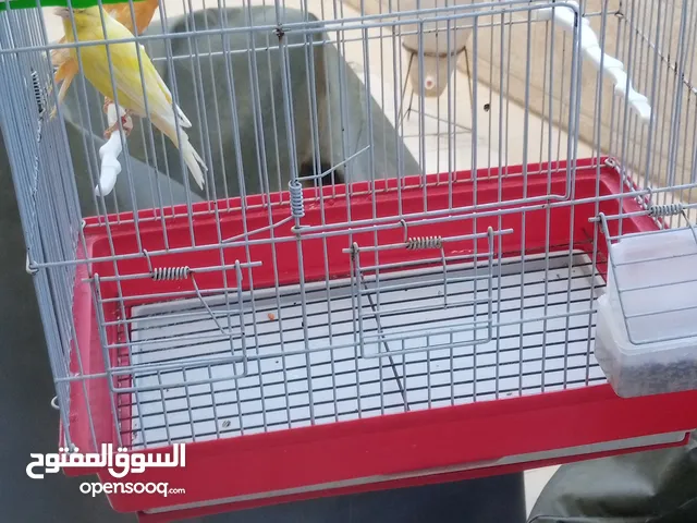 طيور كناري