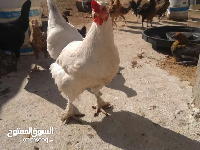 دجاج بلدي للبيع