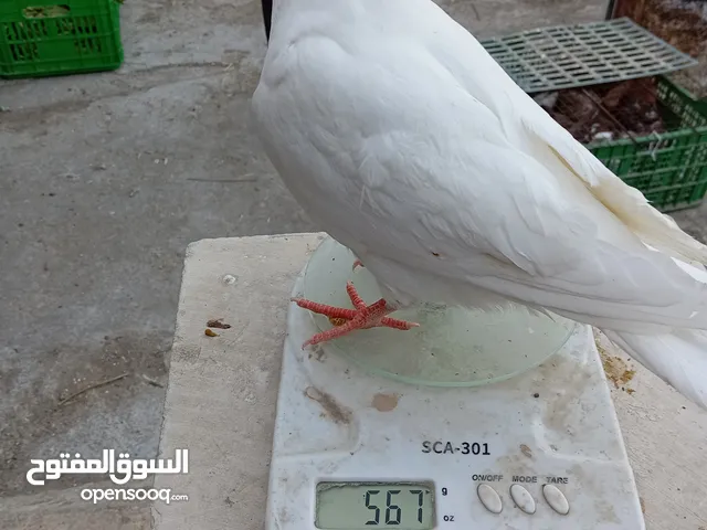 متوفر حمام فرنسي بيور سلالة صافية سوبر جامبو وحمام هزاز وزغاليل للأكل التفاصيل بالوصف