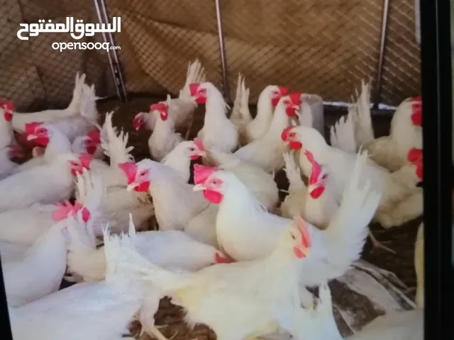 حيوانات،، دجاج