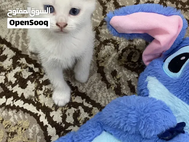 قط ذكر شيرازي