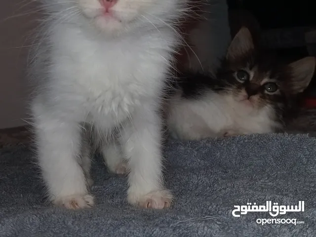 قطط منزلية تحب الناس هادءة