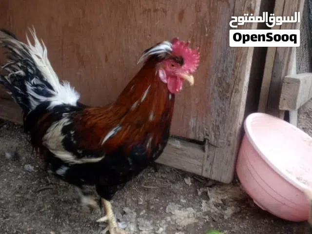 اقرأ الوصف عدل رجائن