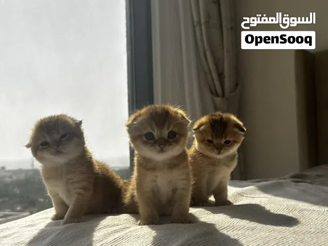 Baby kittens