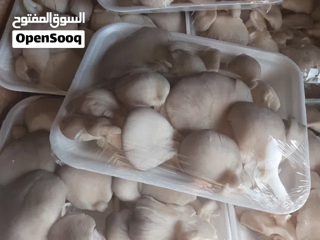 فطر محاري عضوي بأيدي فلسطينية