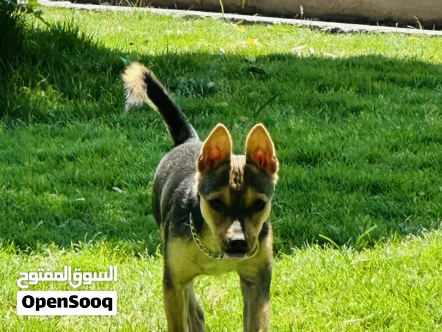 كلب تشواشوا للبيع