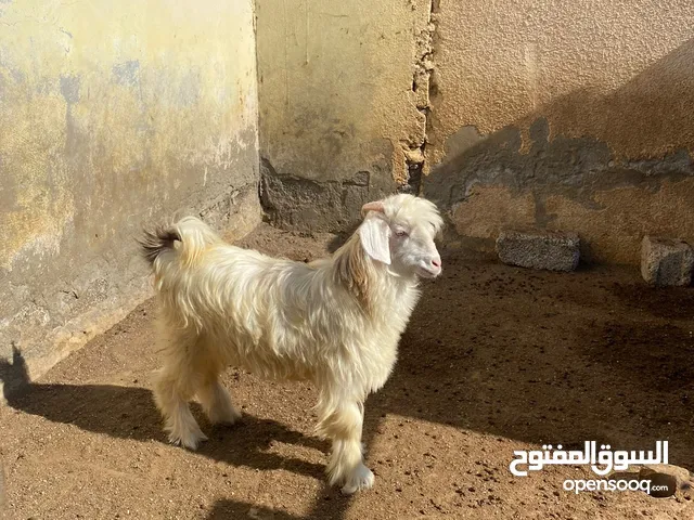 تيس عماني مخصاي