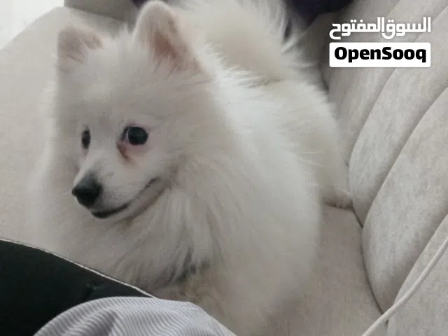 بومريان انثى