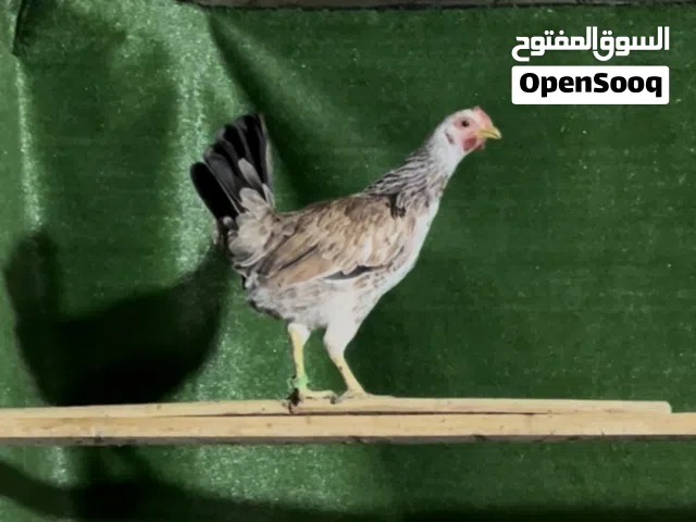 دجاجة دندراويه