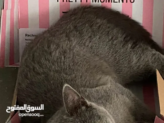 British Shorthair Cat Needs New Home – Bahrain