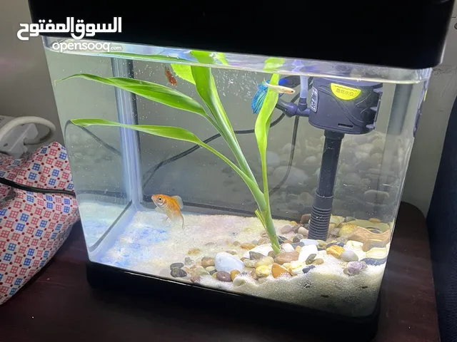 سمك للبيع مع الحوض