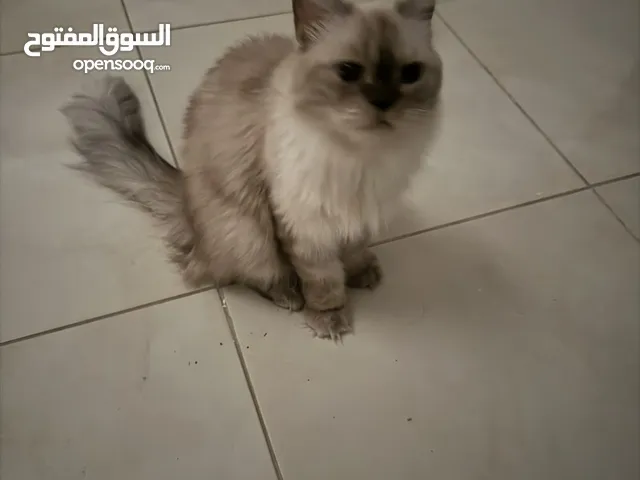 للبيع قط هملايا بصحه جيده مع كامل ملتزماته