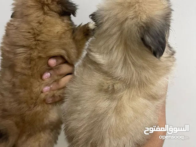 ثلاث اشهر