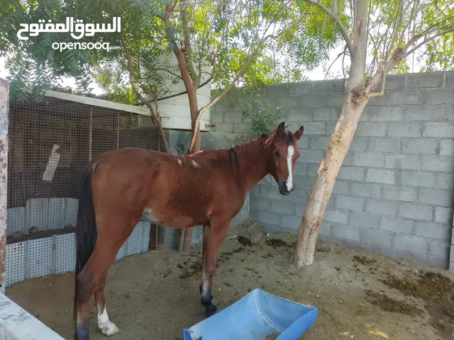 خيل عربي مهجن