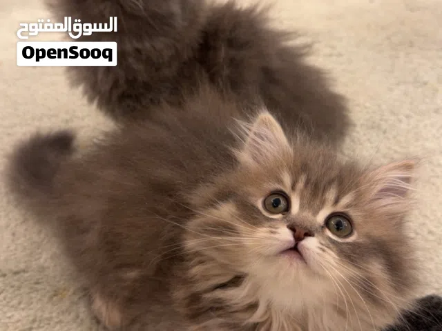 للبيع كتن سكوتش لونق هير