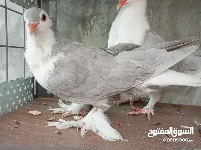 لهورات المنيوم