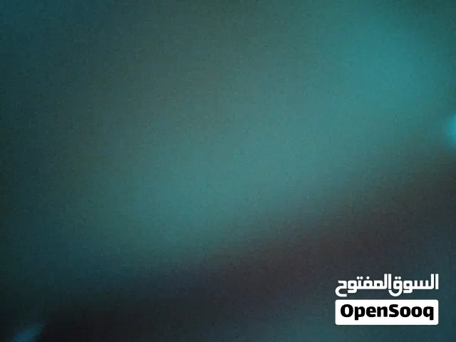 قط هيمالايا للبيع بسعر 20 دينار