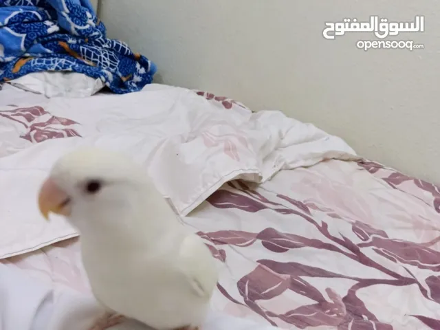 عصفور روز البينو