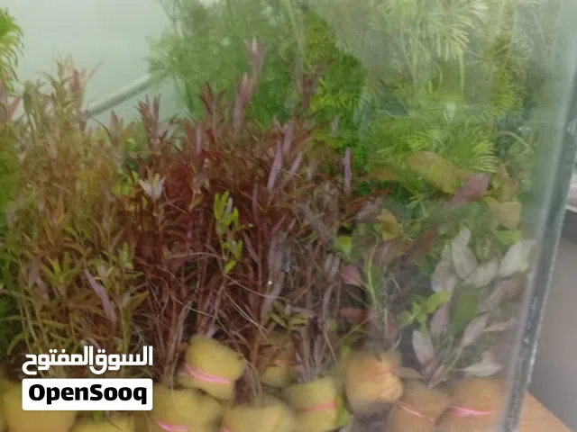 نبات وشرمب بسعر جملة او مفرق