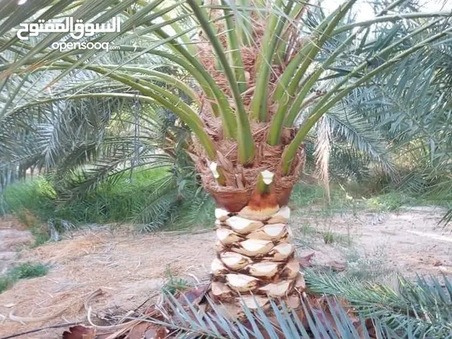صيانه نخيل افضل خدمه باقل سعر شغلنا غير واسعارنا تنافسيه