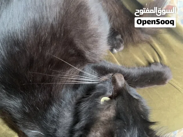 قطة انثى شيرازي للتبني