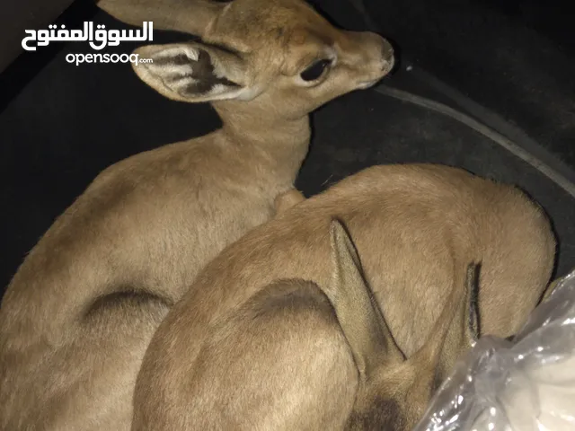 غزلان للبيع اقرا لوصف