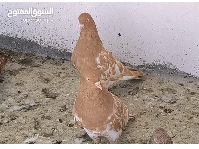 كلاي هندي للبيع ذكور واناث طير