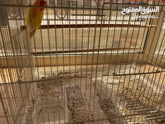 Bird with its cage for sale