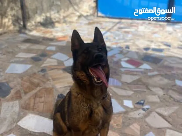 كلبه مكس ابوها بلجم مالينوا وأمها جيرمن بلاك ورك لاين الكلبه تصلح الحراسه شغل مقنوا