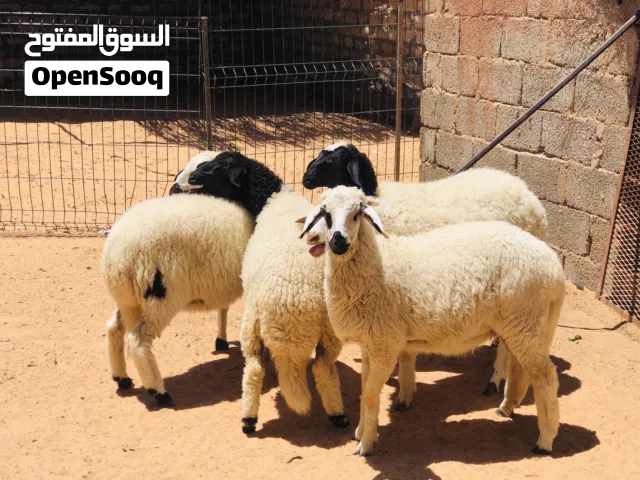 السلام عليكم فطايم لبيع ربي يبارك