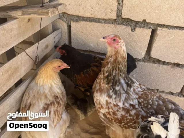 دجاج لي بيع
