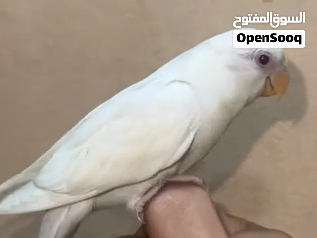 لافبيرد البينو اليف مافيه عض يصلح للاطفال