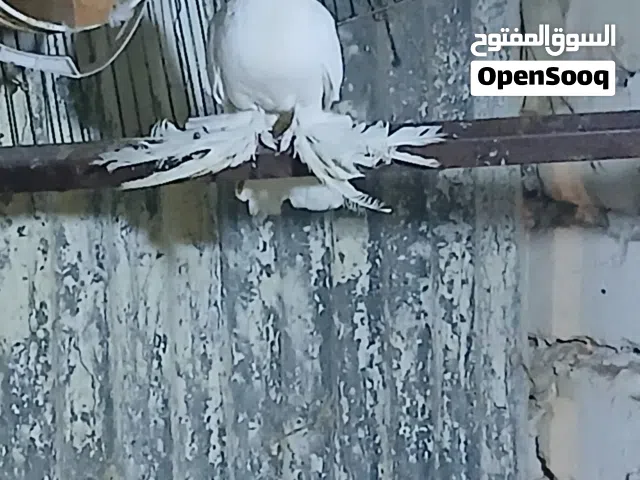 حمام شقلاب هزاز