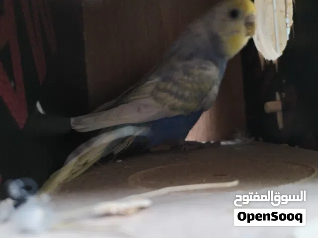 زوج طيور حب رينبو وياهن ابنهن للبيع ( اقرا_الوصف )