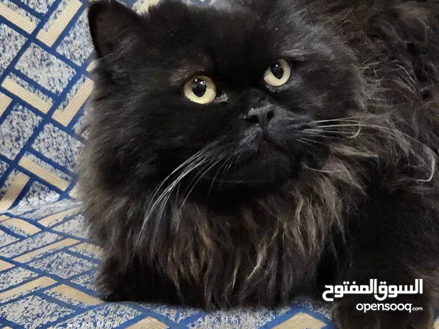 قط شيرازي شعرها طويل لون اسود اليفه